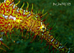 Ornate Ghost Pipefish trying hard to camouflage itself ne... by Paz Maria De Vera-Santos 
